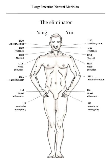 Large Intestine Natural Medirian